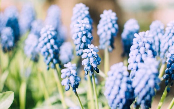 Muscari Flower