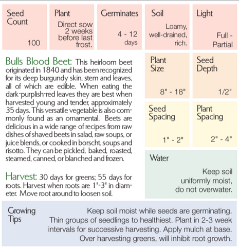 Organic Bulls Blood Beet - Beta vulgaris