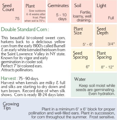 Organic Double Standard Corn - Zea mays