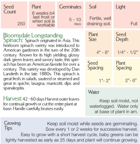 Organic Bloomsdale Longstanding Spinach - Spinacia oleracea