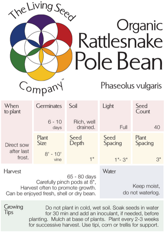 Organic Rattlesnake Pole Bean - Phaseolus vulgaris