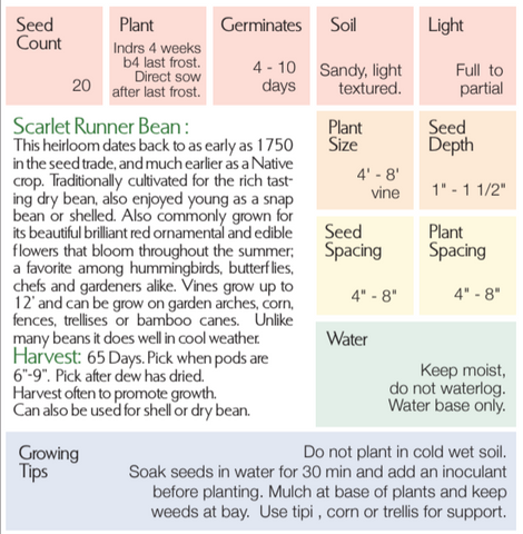 Scarlet Runner Bean - Phaseolus coccineus