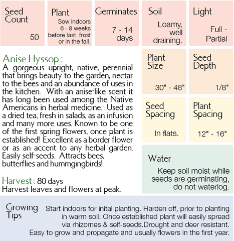 Anise Hyssop Growing Instructions