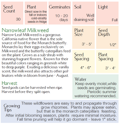 Narrowleaf Milkweed - Asclepias fascicularis