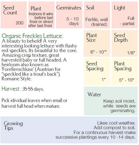Organic Freckles Lettuce - Lactuca sativa