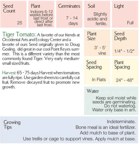 Tiger Tomato - Lycopersicon lycopersicum