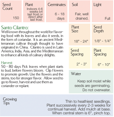 Organic Cilantro - Coriandrum sativum