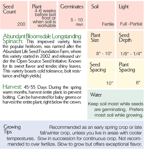 Organic Abundant Bloomsdale Spinach - Spinacia oleracea