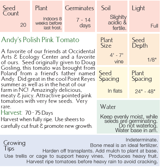 Andy's Polish Pink Tomato