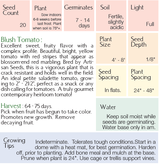 Blush Tomato - Lycopersicum lycopersicum