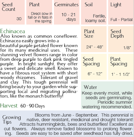 Echinacea Growing Instructions