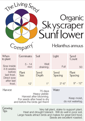 Organic Skyscraper Sunflower - Helianthus annuus