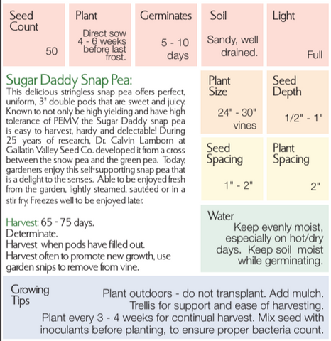 Organic Sugar Daddy Snap Pea - Pisum sativum
