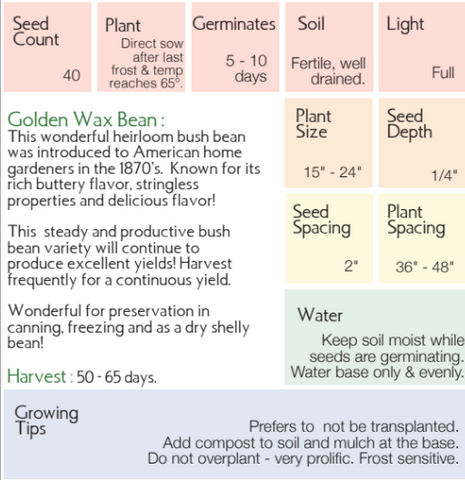 Organic Golden Wax Bean - Phaseolus vulgaris