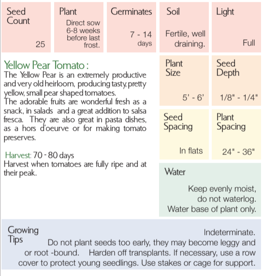 Organic Yellow Pear Tomato - Lycopersicon lycopersicum