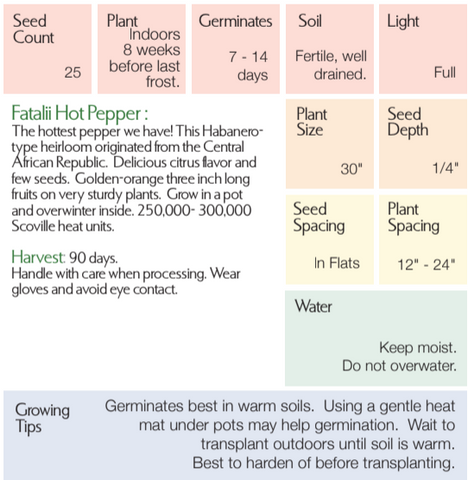 Fatalii Hot Pepper - Capsicum annuum