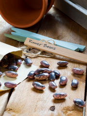 Scarlet Runner Bean