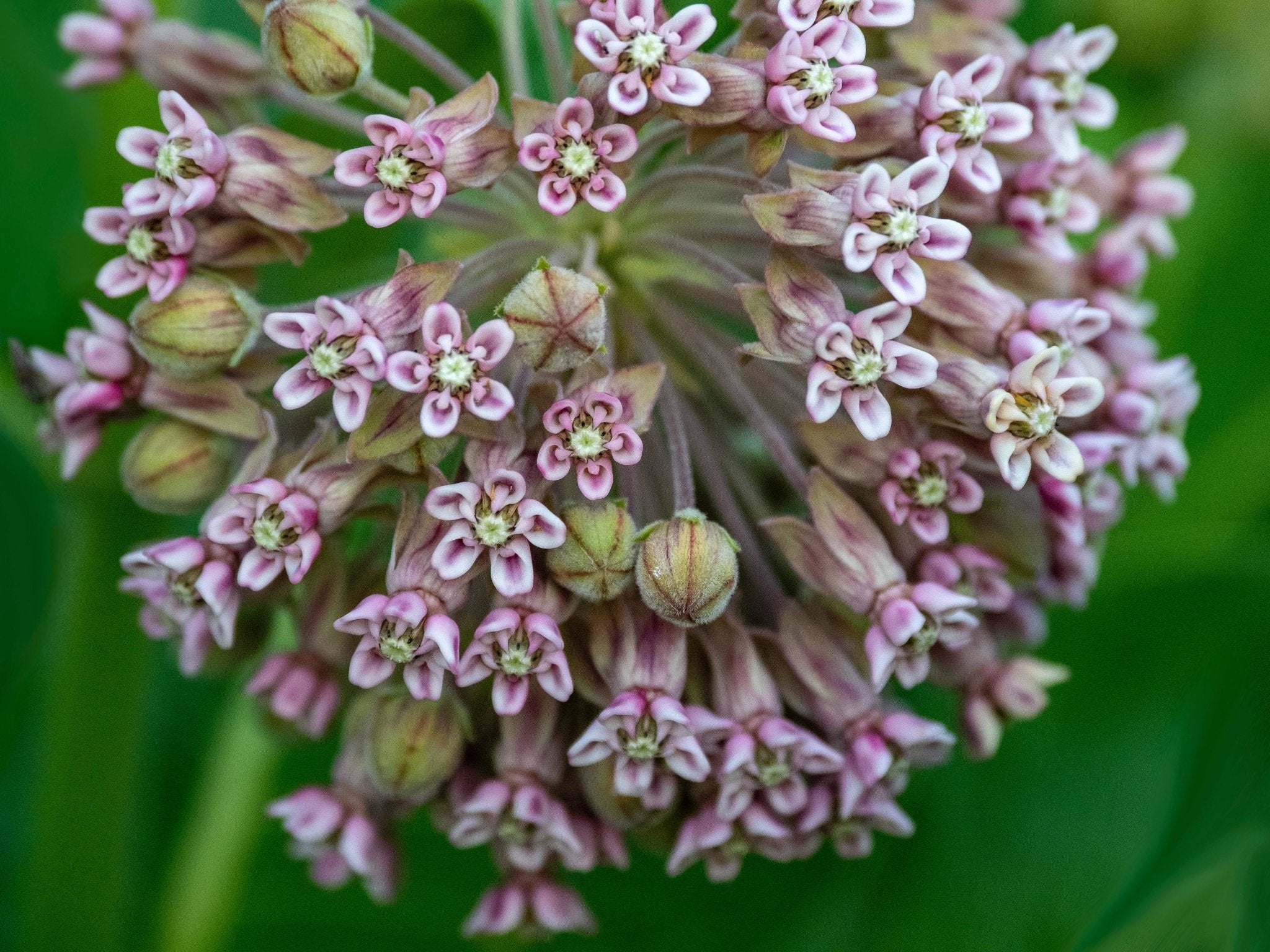 Best Non-GMO Common Milkweed Seeds - Buy Online: The Living Seed ...