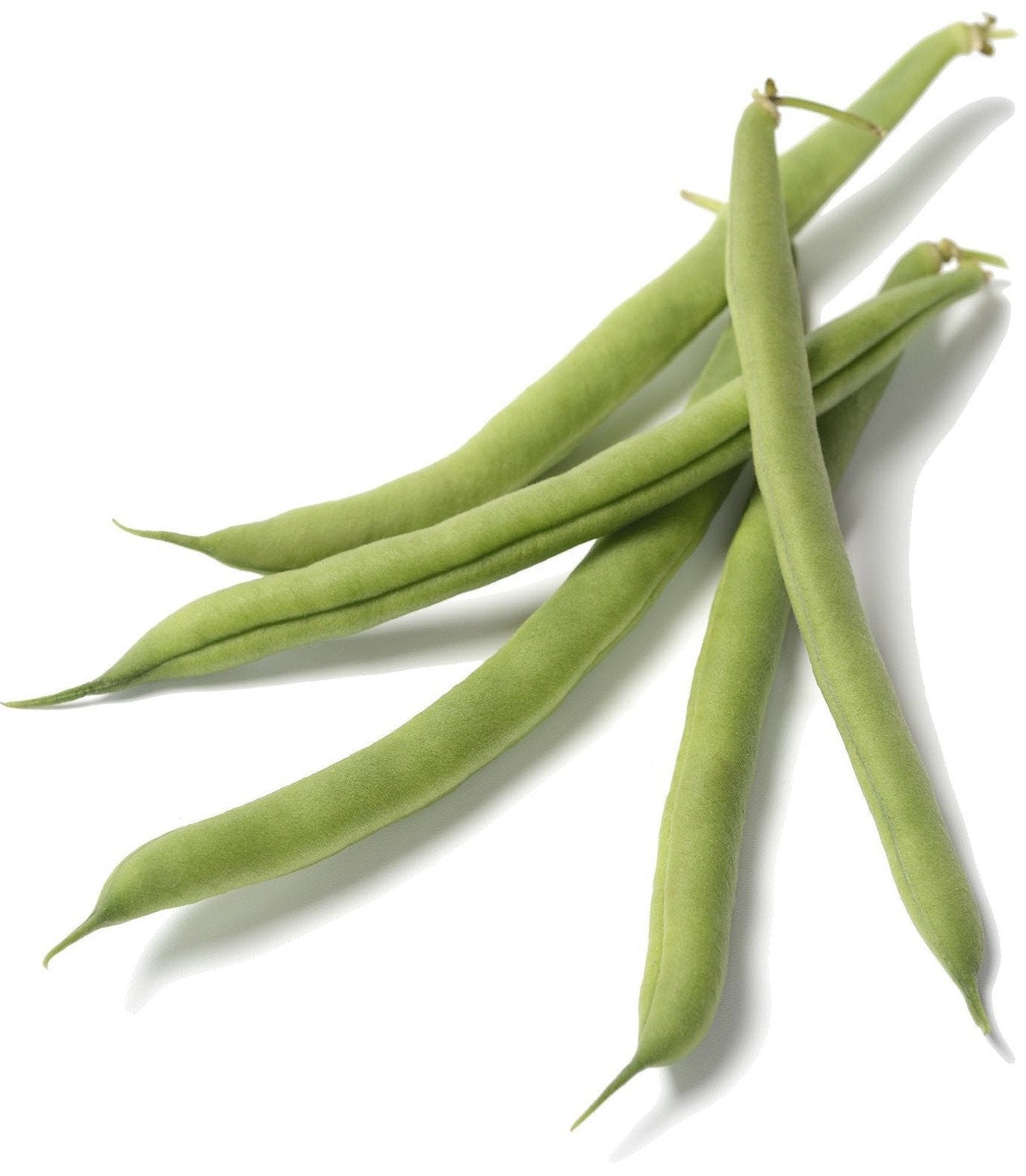 Best Organic, Non-GMO Kentucky Wonder Pole Bean Seeds - Buy Online: The ...