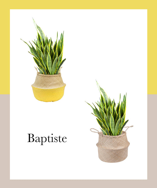 sansevieria-plante-baptiste-parispousse