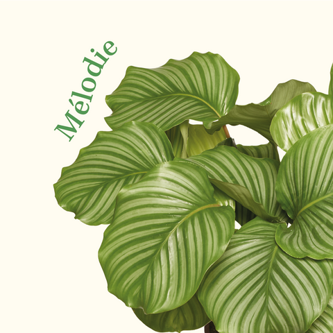 calathea