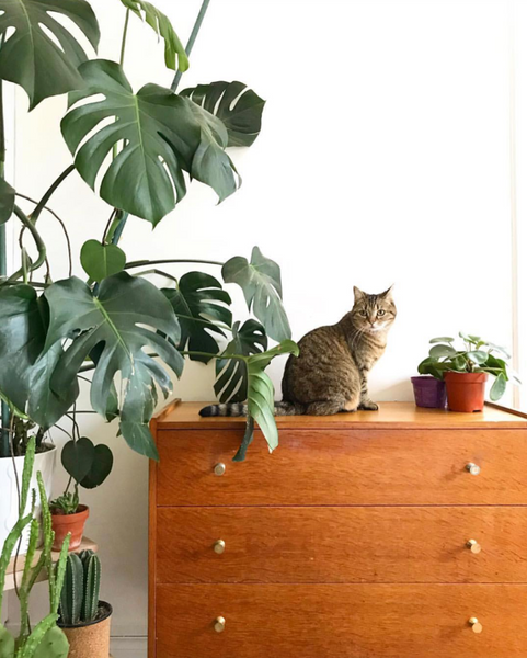 plantes et chat
