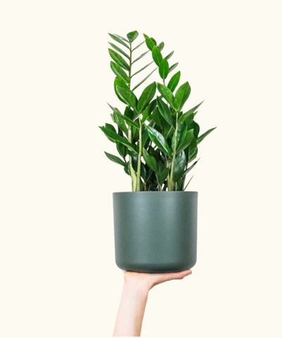 Photo d'un Zamioculcas