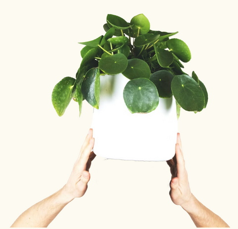 Photo d'un pilea