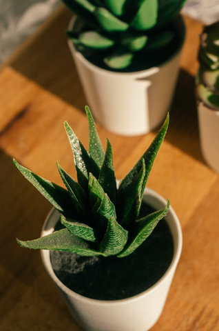 Aloe Vera