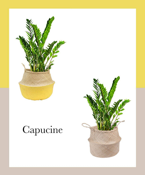 zamioculcas-capucine-parispousse