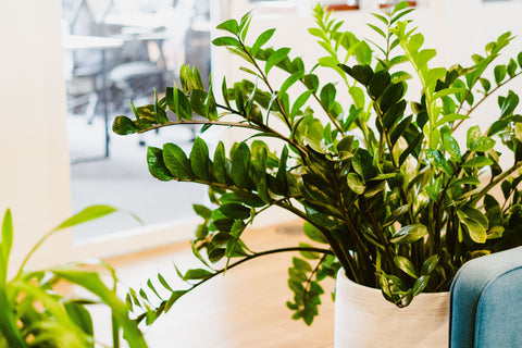 zamioculcas