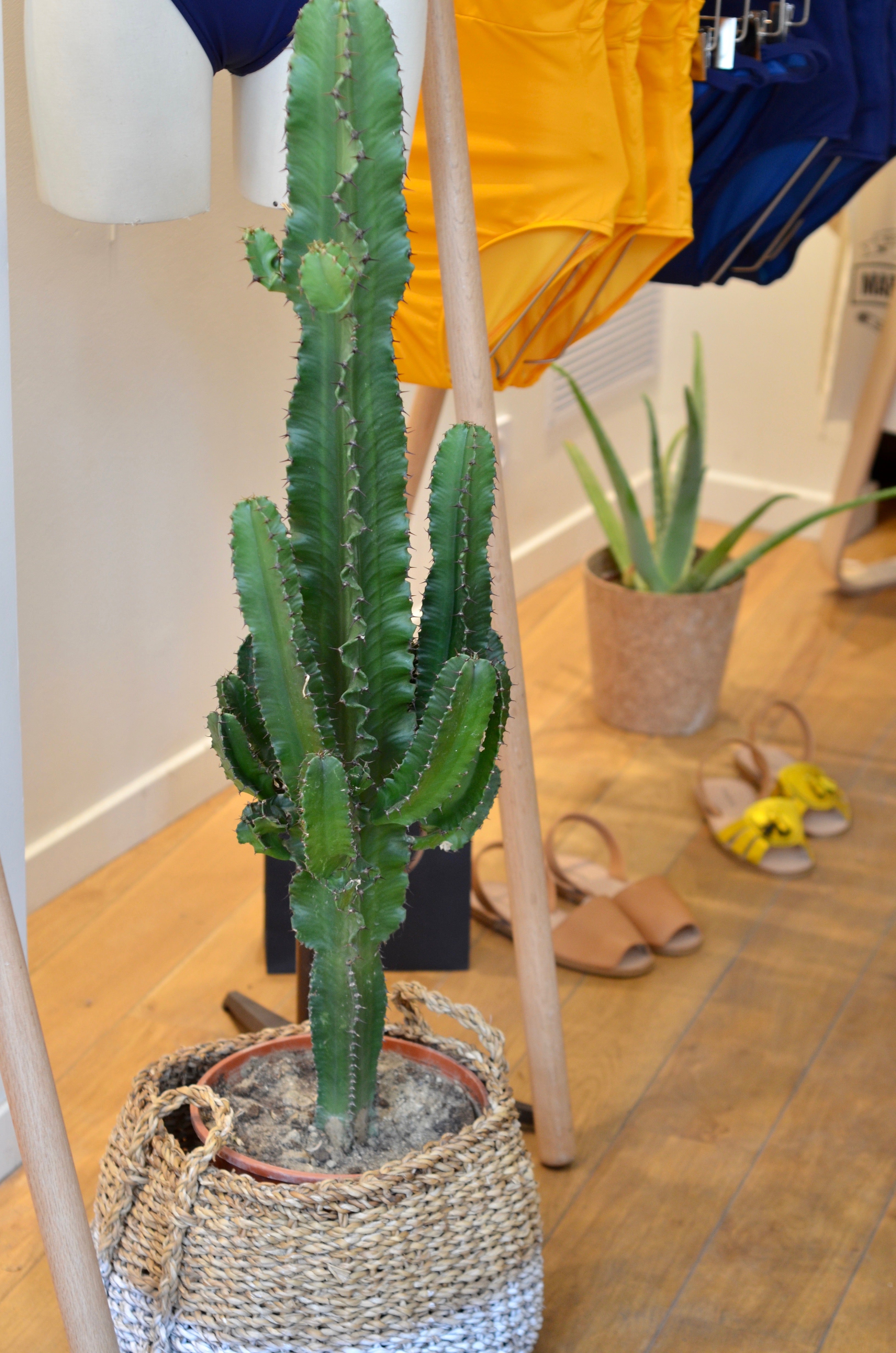 cactus boutique paris pousse