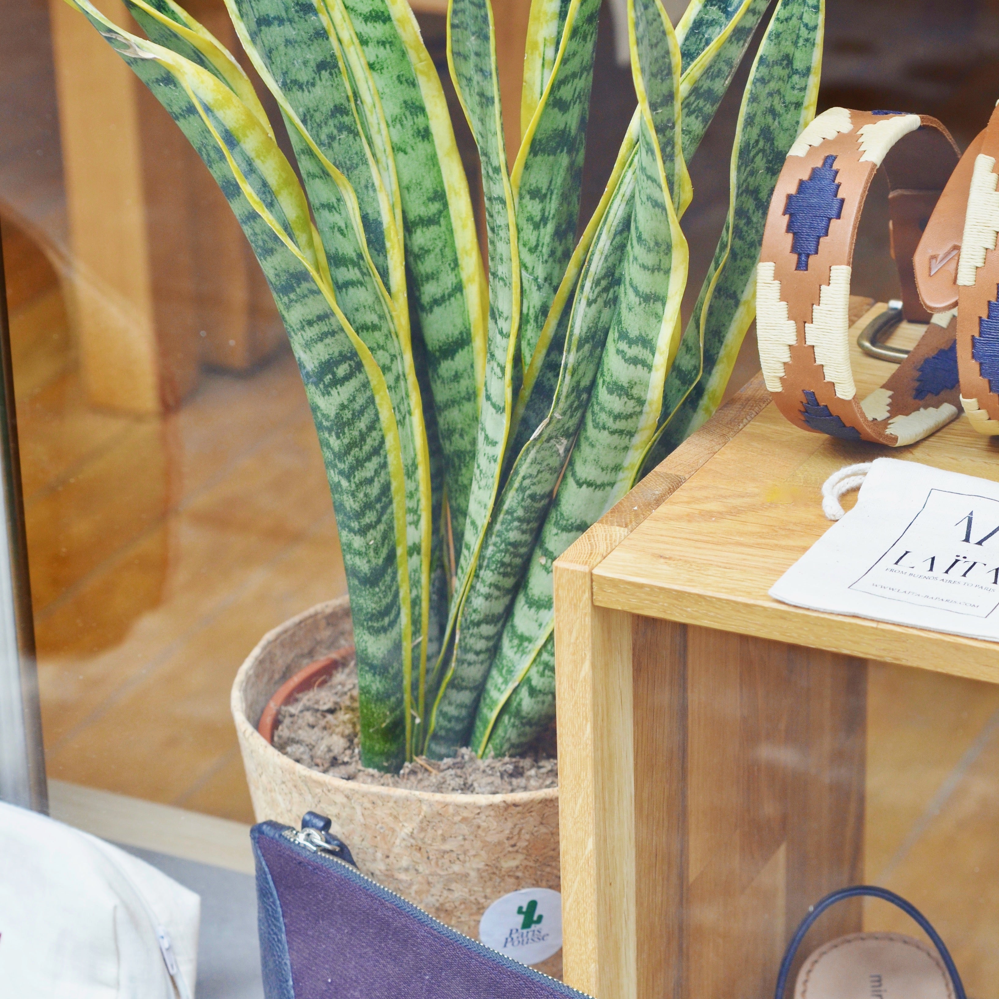 sansevieria boutique paris