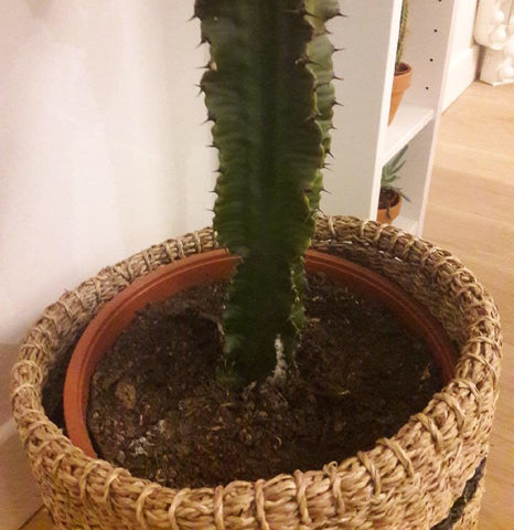 cactus euphorbe malade