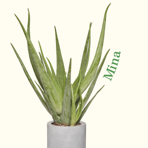 aloe vera