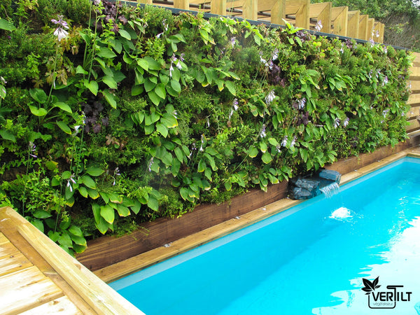 Mur végétal piscine