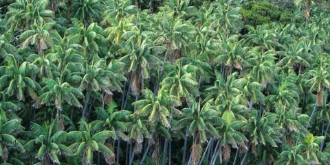 kentia-palm-parispousse