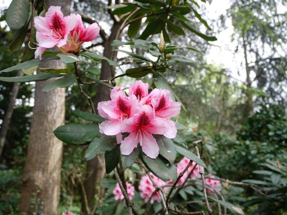 Jardin Japonais Albert-Kahn