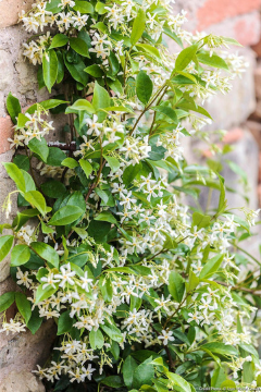 Jasmin plantes grimpantes printemps