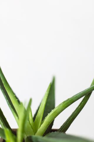 aloe vera soin contre le froid