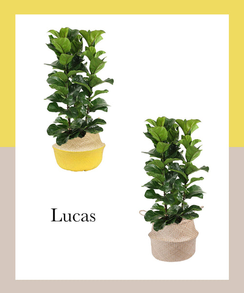 ficus lyrata plante paris pousse