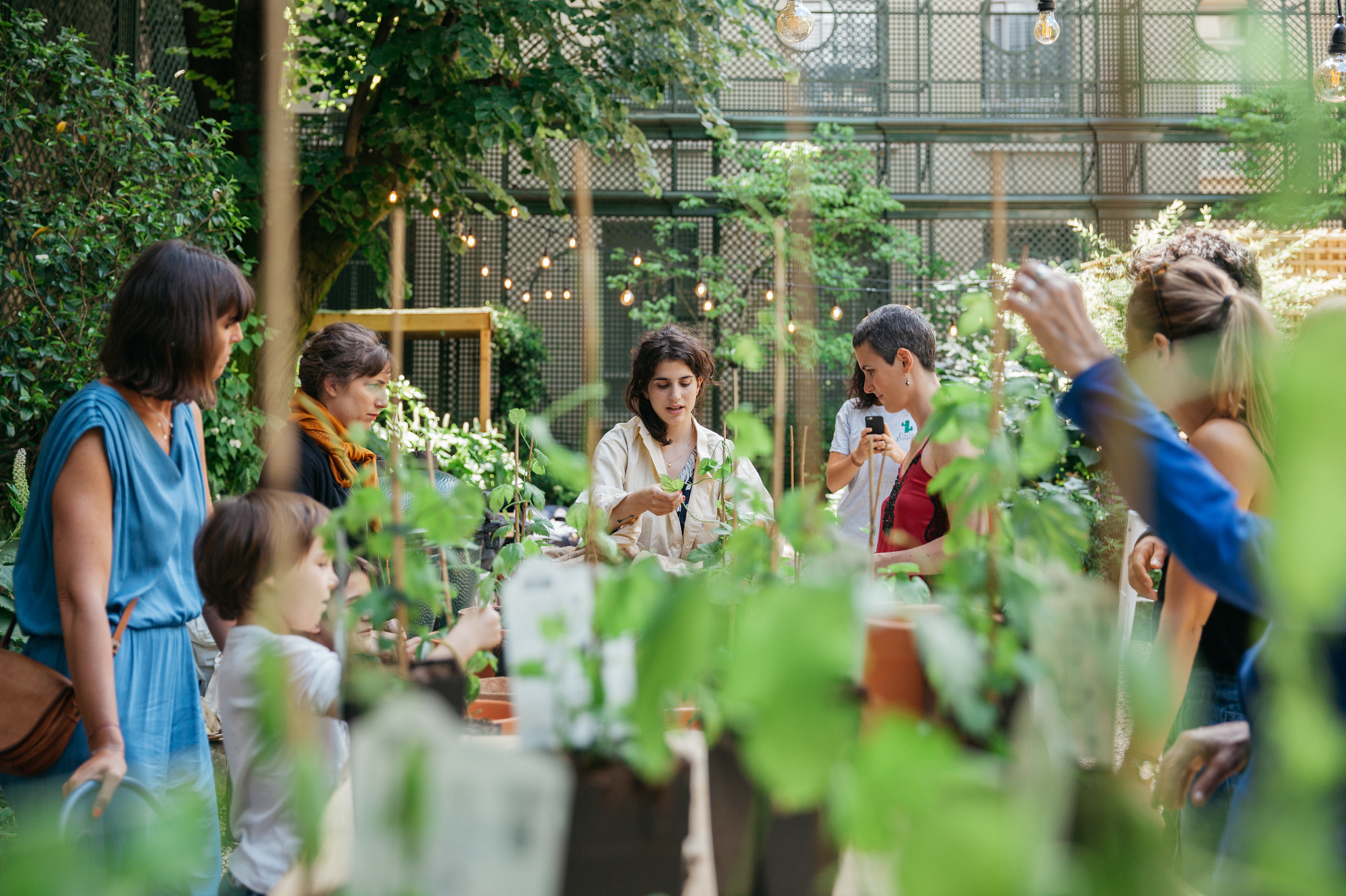 plante-ton-houblon-paris-pousse