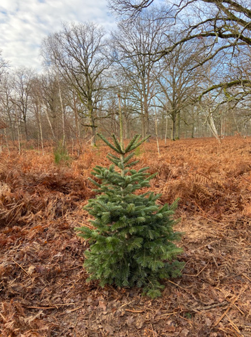 sapin rempoté paris pousse