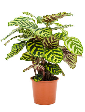 acheter calathea paris pousse