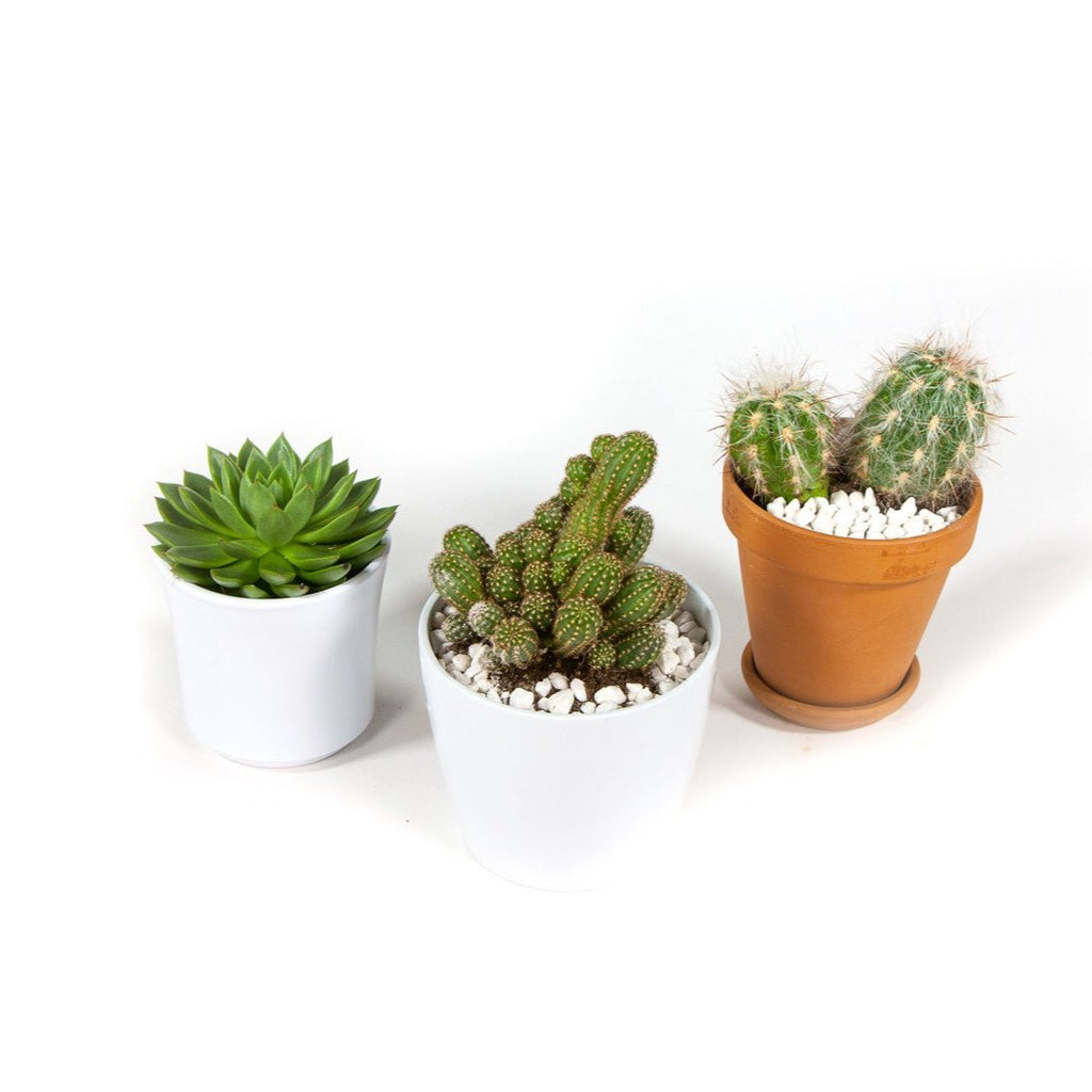 acheter cactus plante relaxante