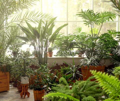 a room full of potted plants