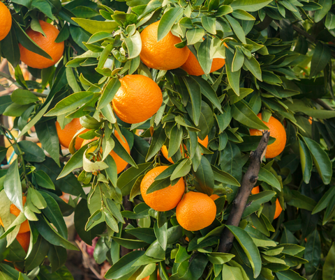Orange tree close-up