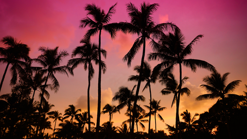 tall palm trees against a bright pink sunset