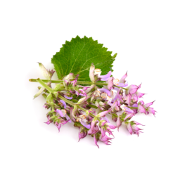 Photo of Clary Sage