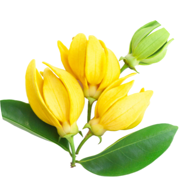 Ylang-Ylang